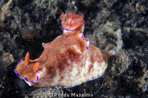 lembeh,nikon d2x 60 mm macro by Puddu Massimo 